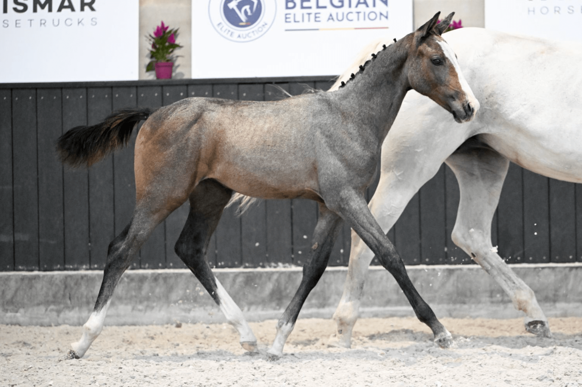 Belgian Elite Auction: Discover the future of Belgian Breeding!
