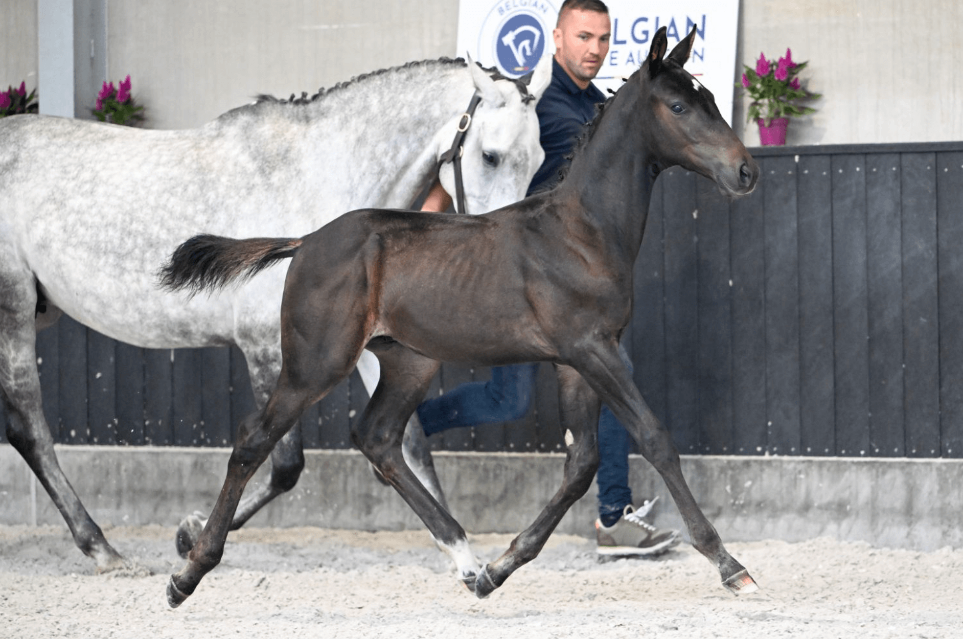 LAST CALL! Great showjumpers are up for grabs in October Collection of Belgian Elite Auction