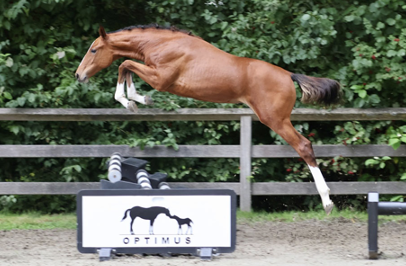 Zussen van Zanotelli’s CSI5* GP paard worden aangeboden in Stal Optimus Auction