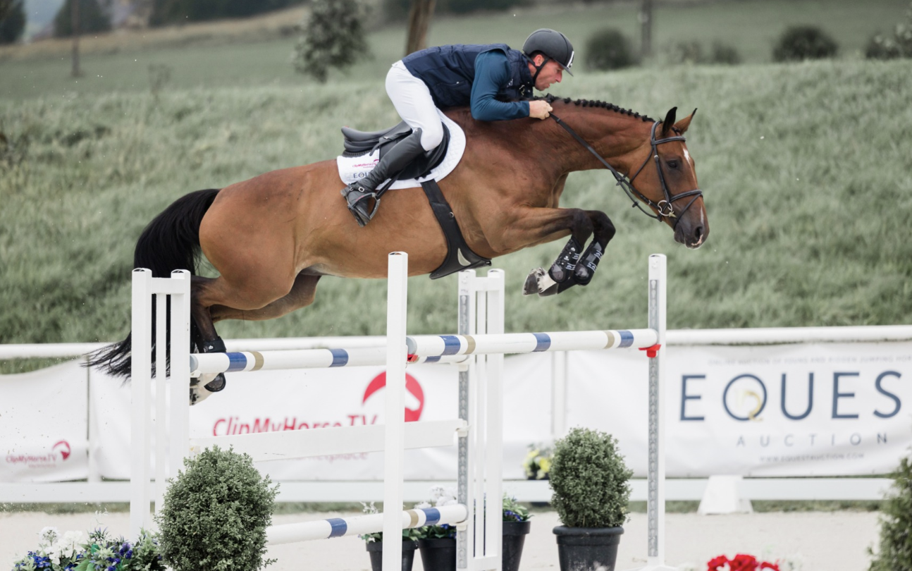 Equest Auction: Authentic Grand Prix prospects, jumpers for ambitious amateurs, as well as exclusive and rare embryos