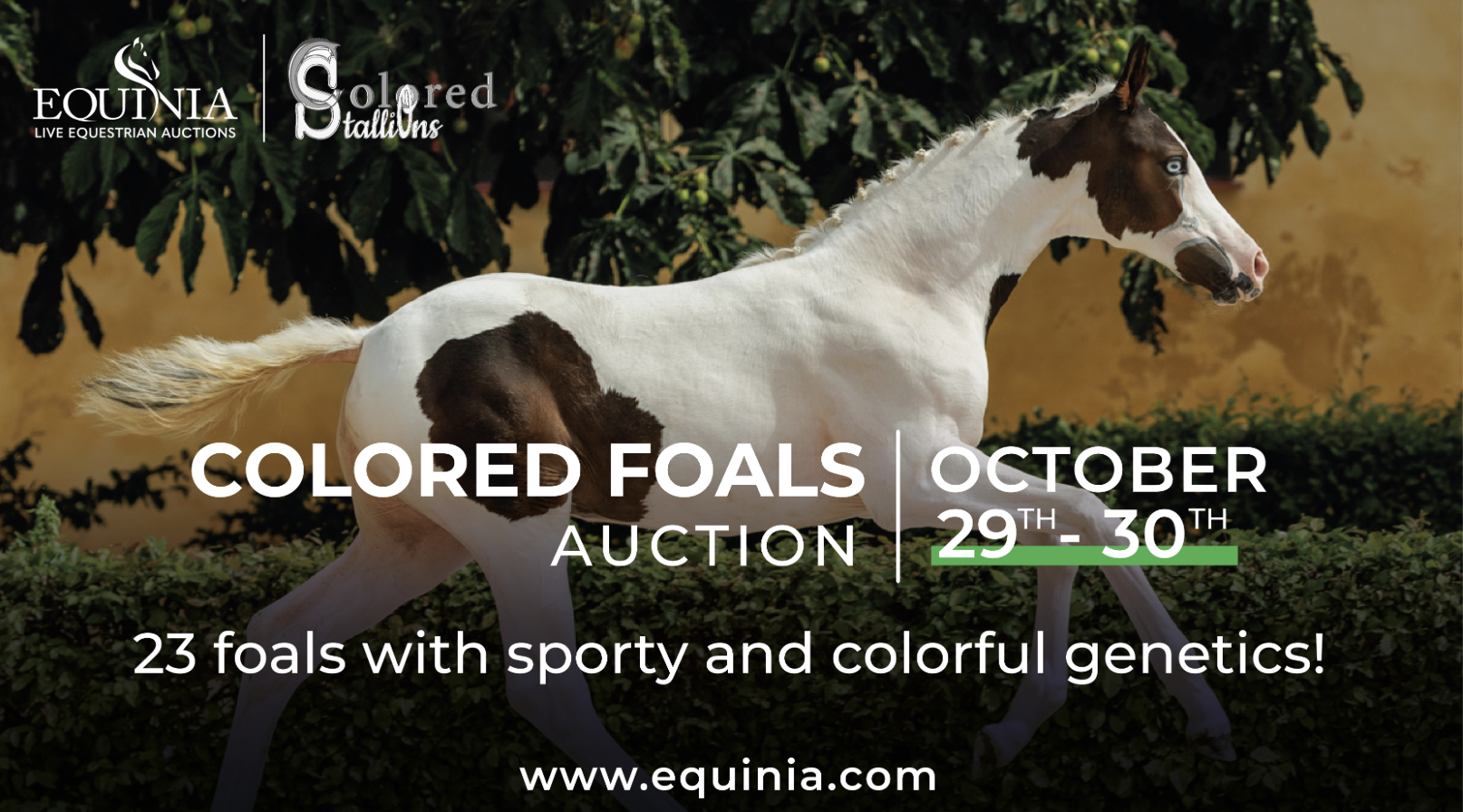 Equinia's Colored Foal Auction: October 29-30, 2023 - A Colorful Online Showcase of Special Colored Foals!