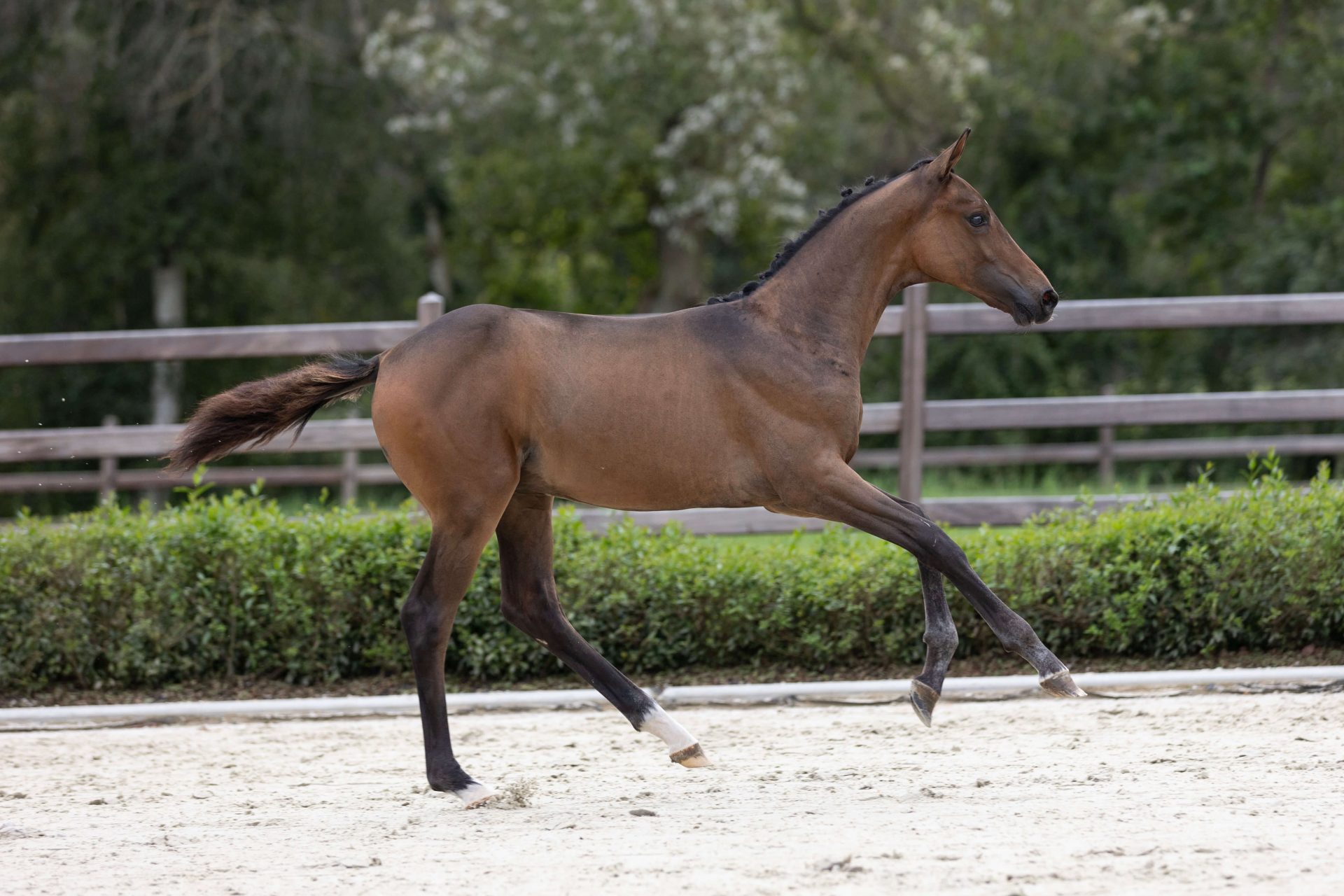 50.000 euro for son by Prunella d'Ariel at Equestrian-Auctions.Com