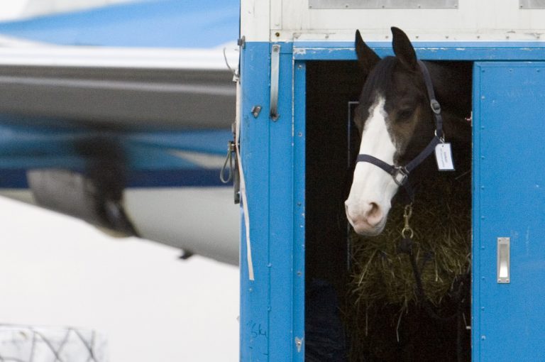 Airplane heading towards Europe makes a U-turn. "Horse has escaped from its stall"
