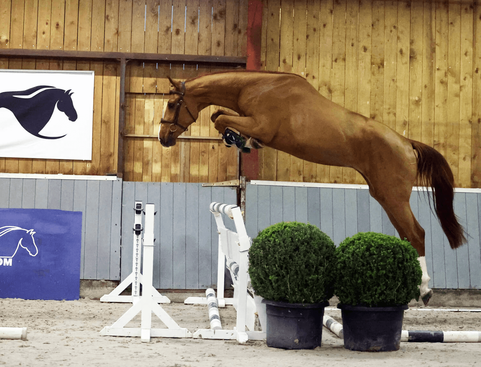 Equestrian-auctions brings the future of show jumping within reach this holiday season!