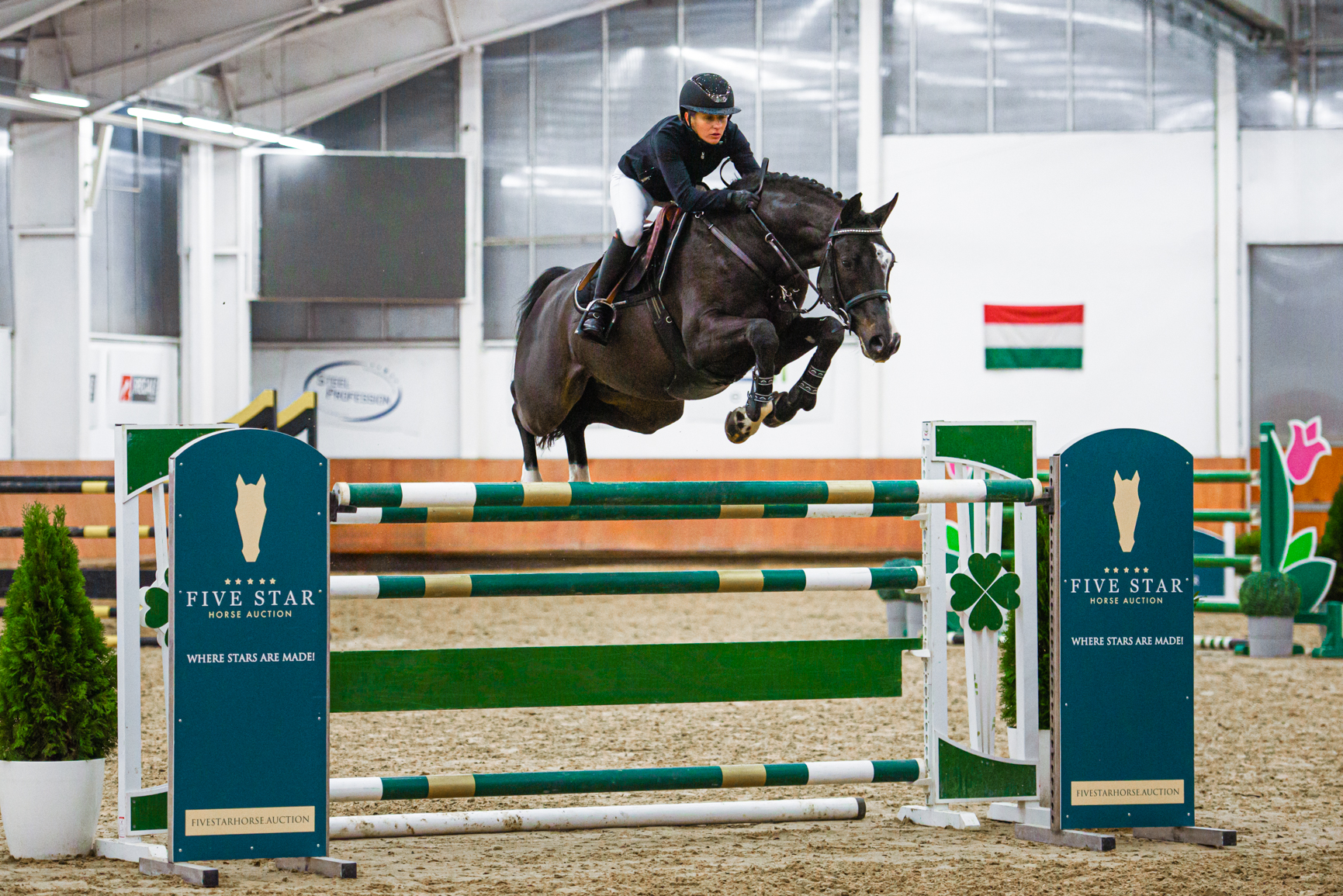 Elevate your riding experience: Unveiling Five Star Horse Auction's exclusive sporthorse collection
