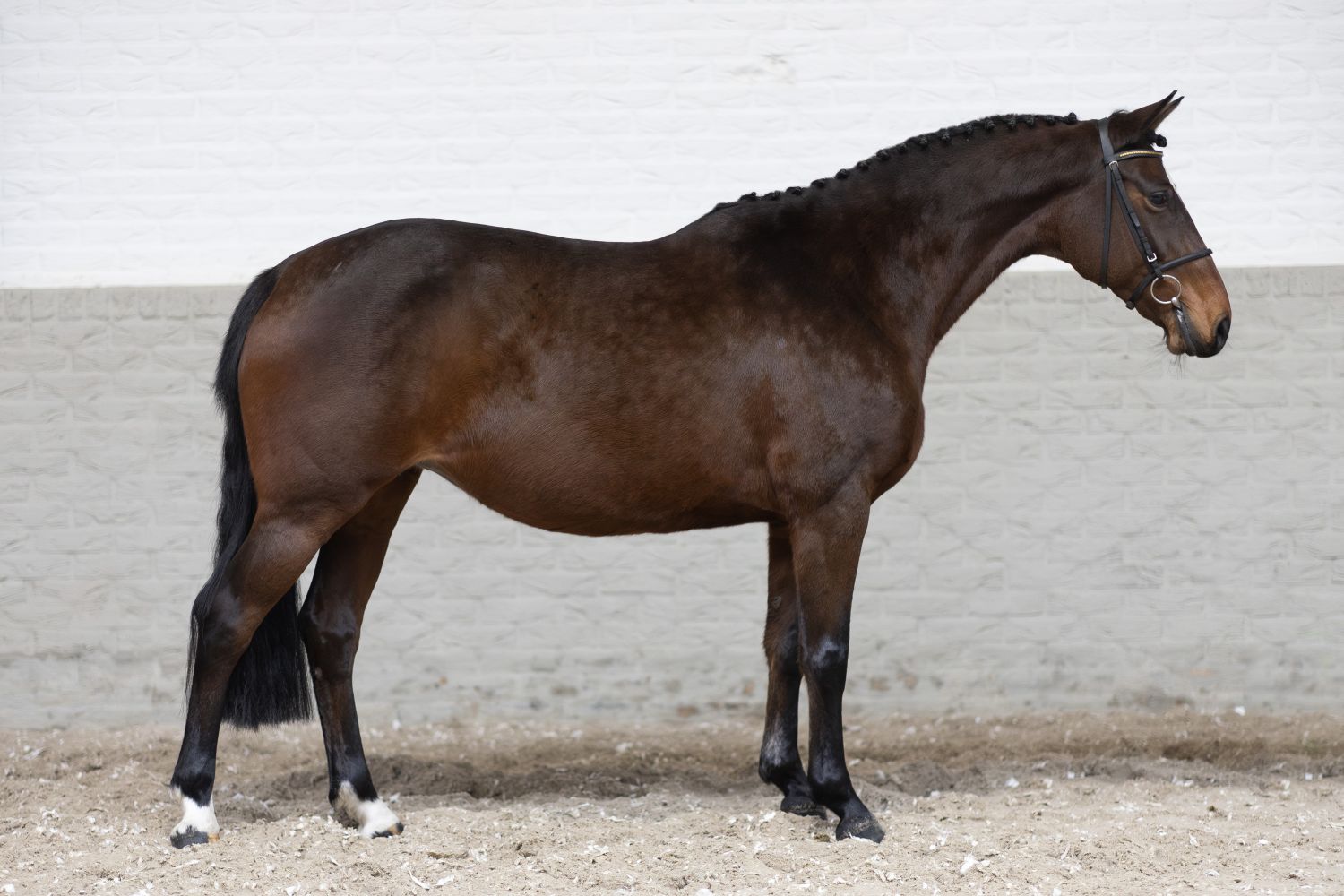 Acquire top quality: Pregnant broodmares and exclusive embryos at Paardenveilingonline.com