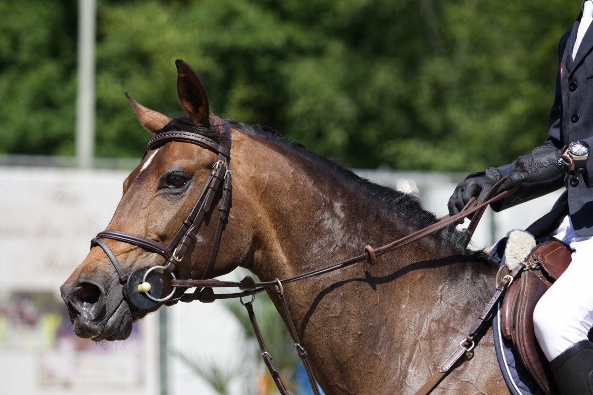 Pony with permanent tendon issues sold as a top class sport pony, Schelstraete reaches a very advantageous settlement