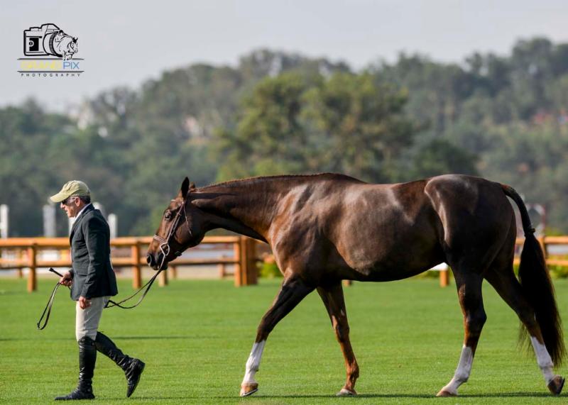 Best of the best horses arrive at Royal Hospital Chelsea for Longines Global Chamions Tour
