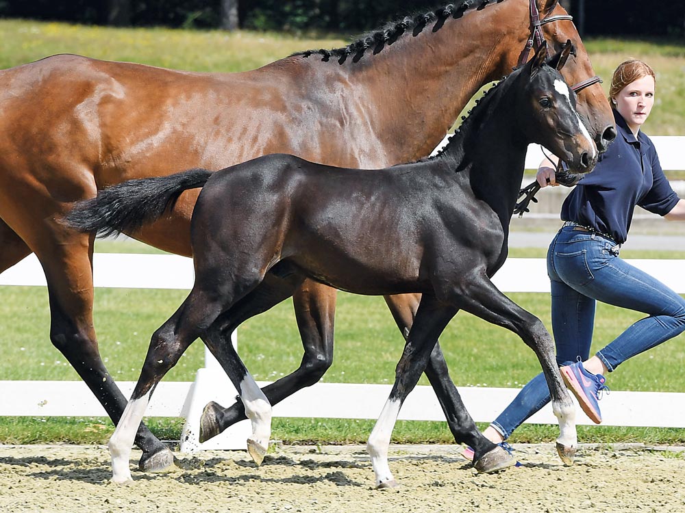 Secure your future star at the Oldenburg Elite Foal Auction