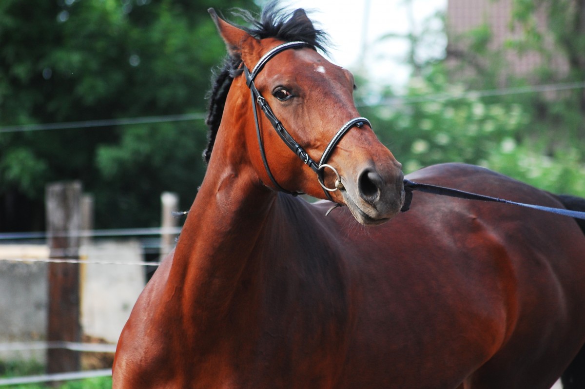Schelstraete Equine Lawyers wins short law suit regarding seized horses