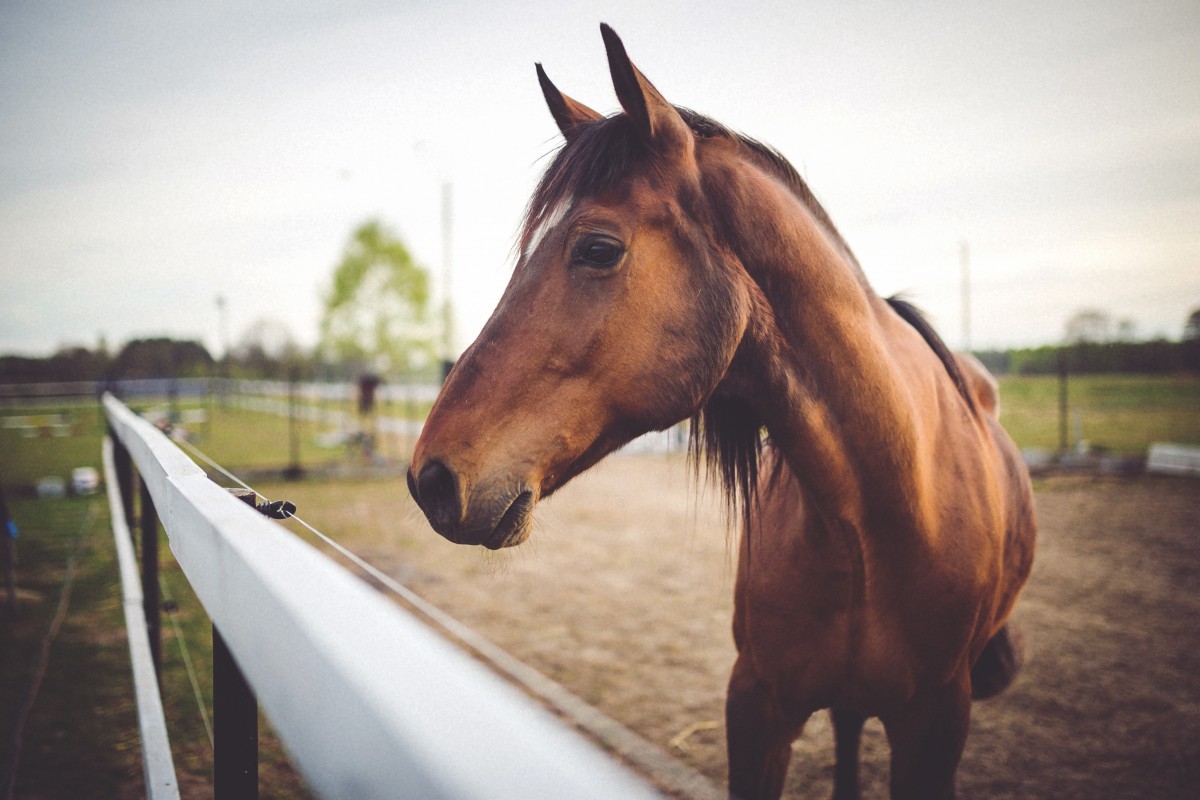 Recognize signs of pain from a ridden horse’s facial expressions