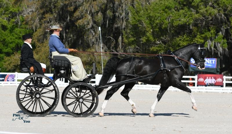 Thompson, Whittington and Wright Lead USEF Combined Driving National Championships at Live Oak International After Friday's Dressage