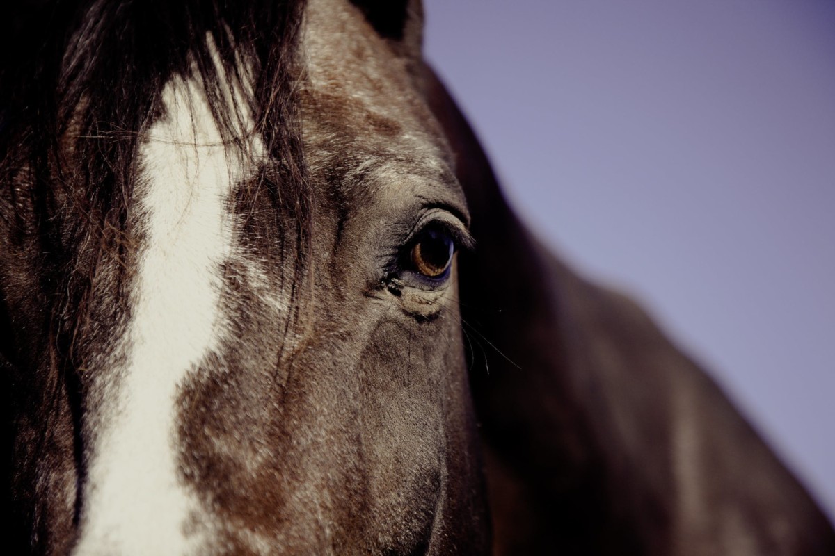 The Dutch Foundation Dier &amp; Recht calls for more legislation in the Equine sector.