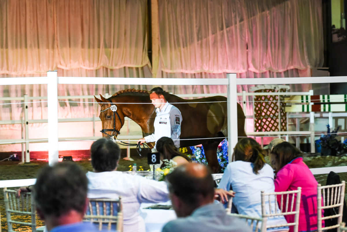 Inaugural Kingsman Elite Sale Captures Global Audience with Quality Showjumping Breeding