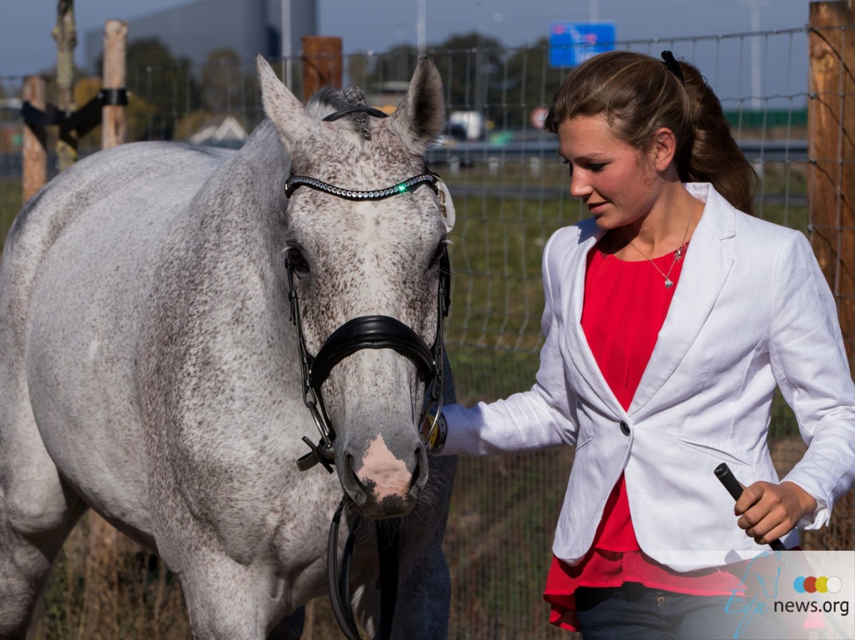 All horses passed veterinary inspection