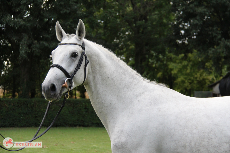 31.000 euro for three year old stallion at Ekestrian Elite Auction