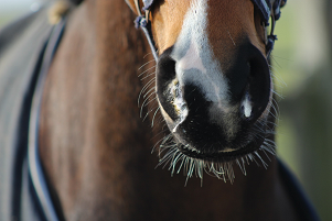 FEI issues guidelines on equine influenza outbreak