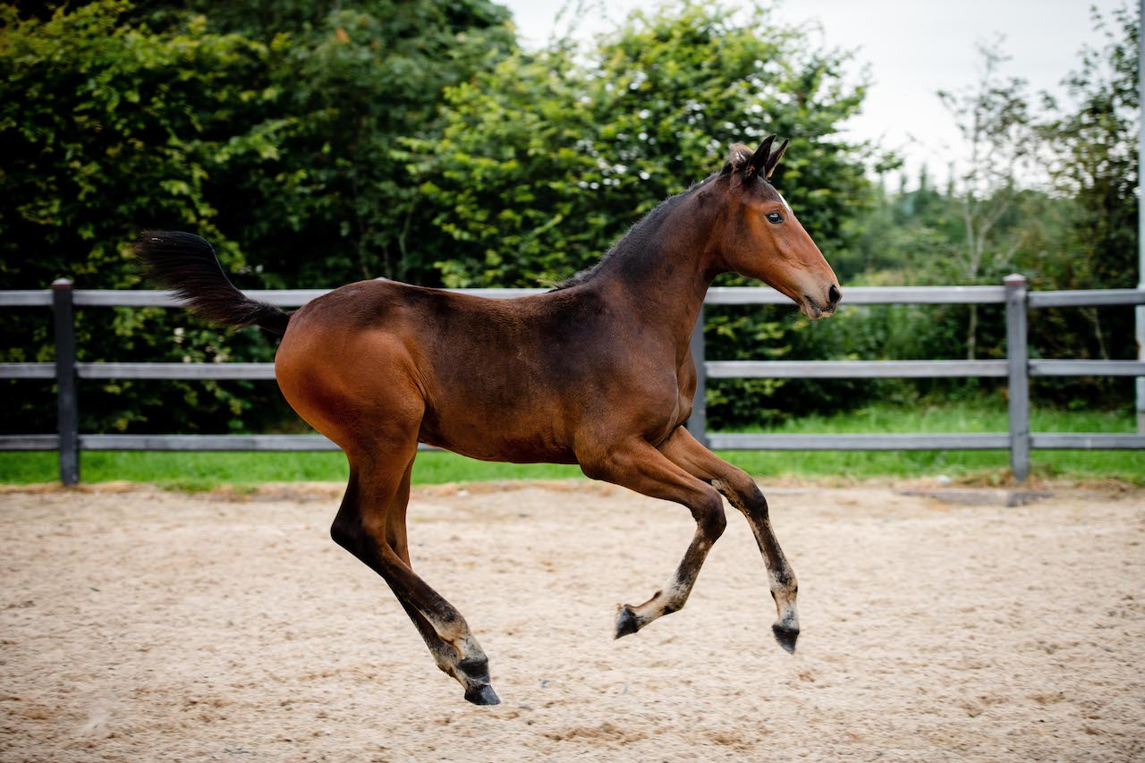 Cavan Equestrian: get ready for the Elite Foal Sale