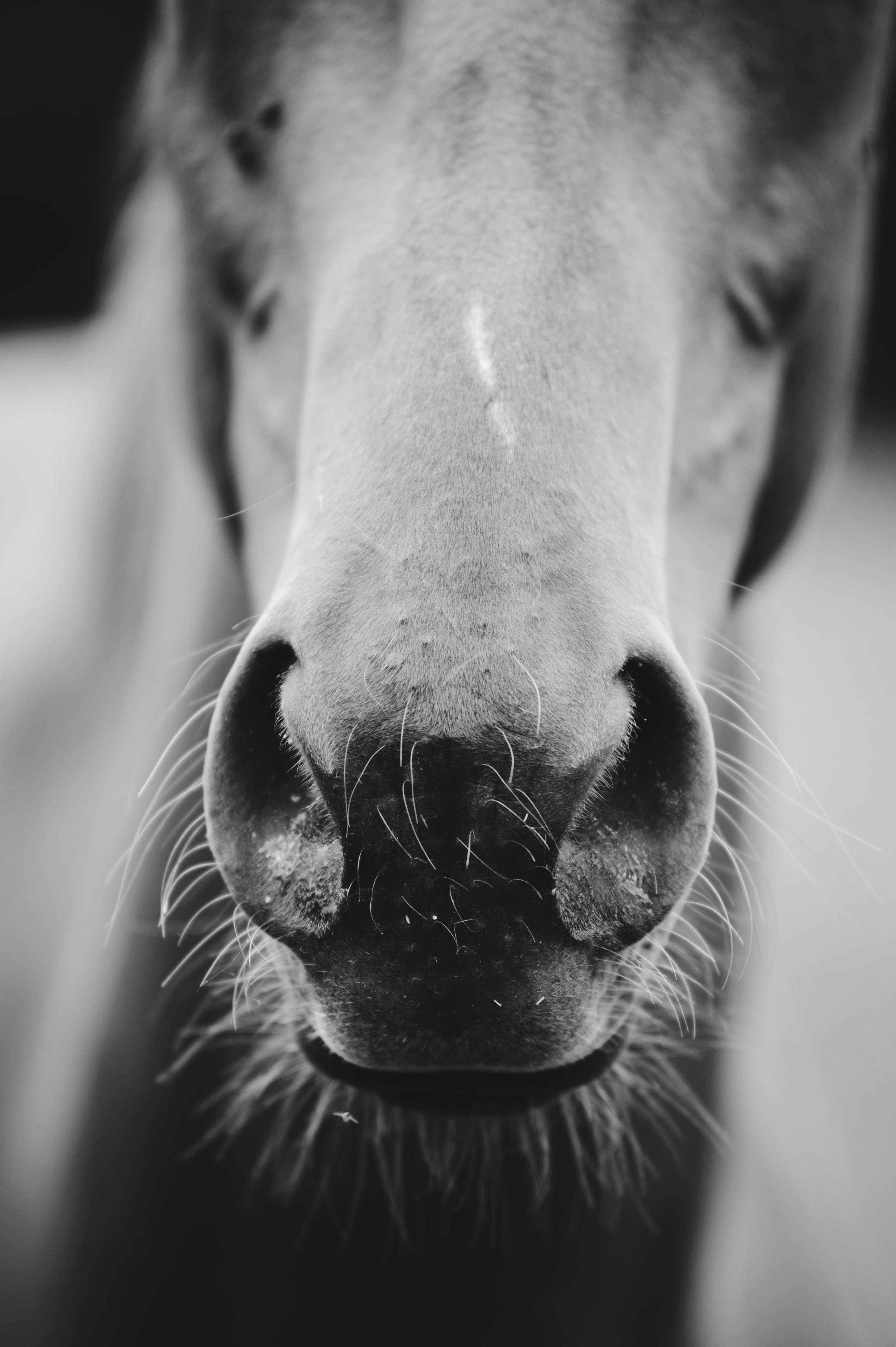 German federation makes EHV-1 vaccination obligatory for competition horses