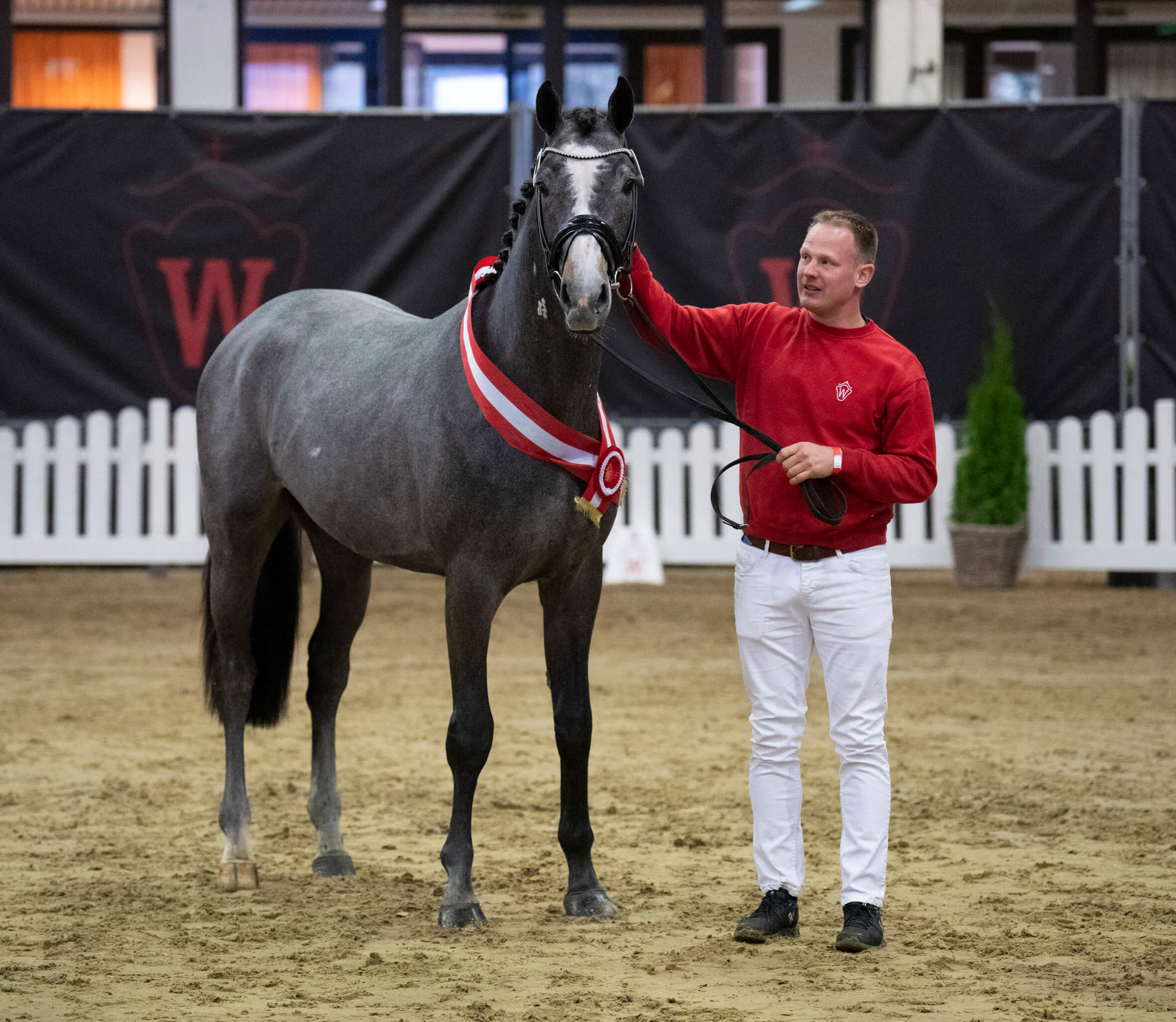Champion stallion jumps to price peak: Total turnover of the Westphalian stallion sales at almost 5 million Euros