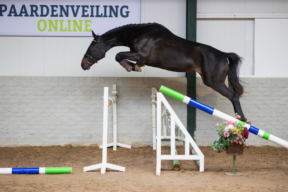 Paardenveilingonline.com: now 'the place to be' for your new young jumper!