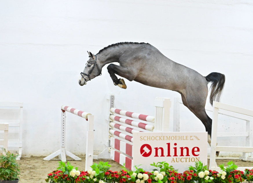 Paul Schockemöhle sells Chatheo PS for €217,000 during the Young Jumpers Auction