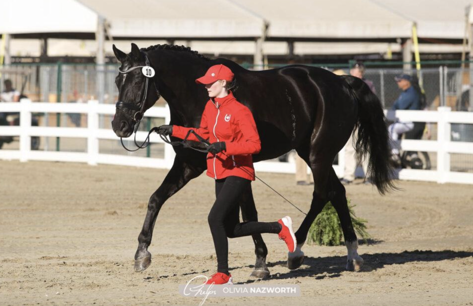 CDI3* competitors convene at Desert International Horse Park for Adequan Desert Dressage III