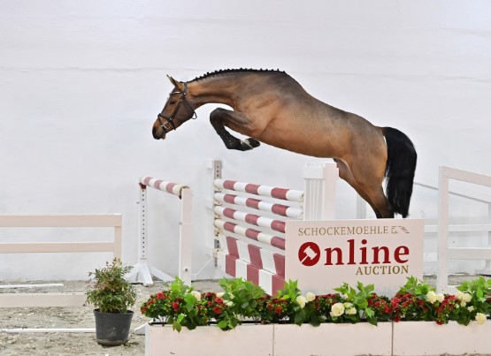110,000€ for five-year-old mare Mathilda PS at the PS Online Auction