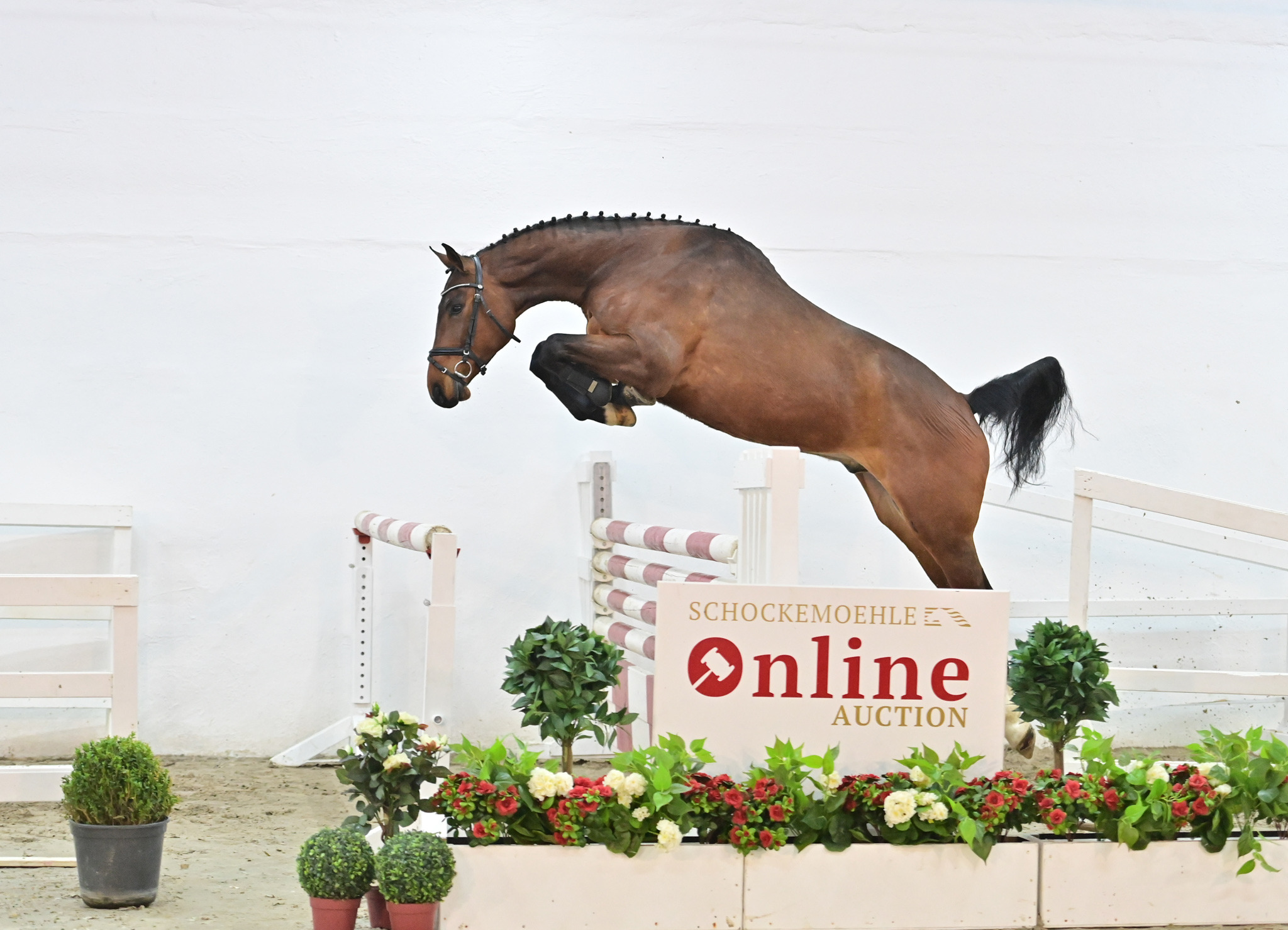 Another 10 talented horses from Paul Schockemöhle for sale during Online Auction