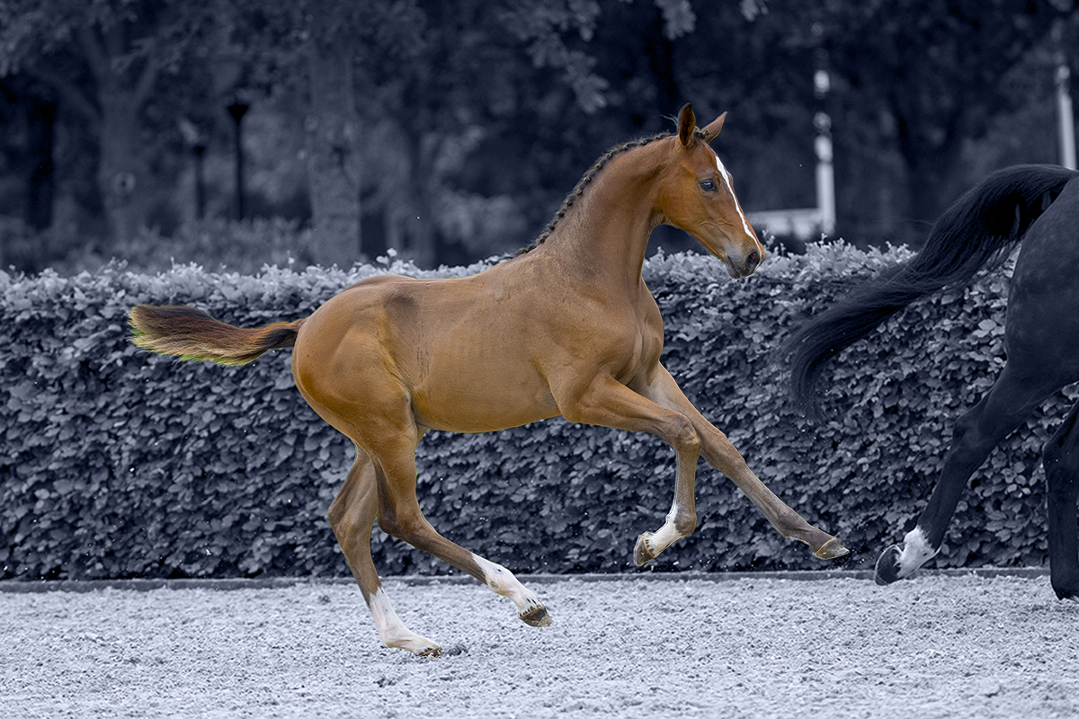 Foal Auction Prinsjesdag launches spectacular collection for CSI Ommen