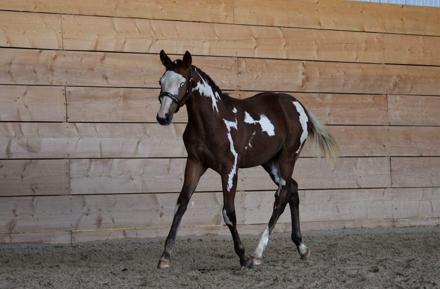 Spotted: Colored Foal Auction by Equinia