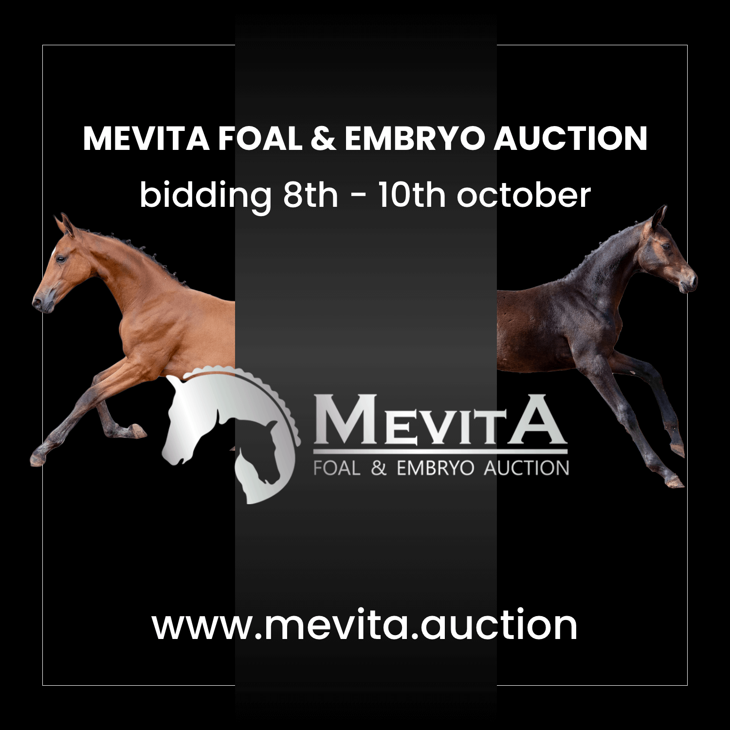 Brother to Quel Homme de Hus among the stars of autumn edition Mevita Foal & Embryo Auction 2022