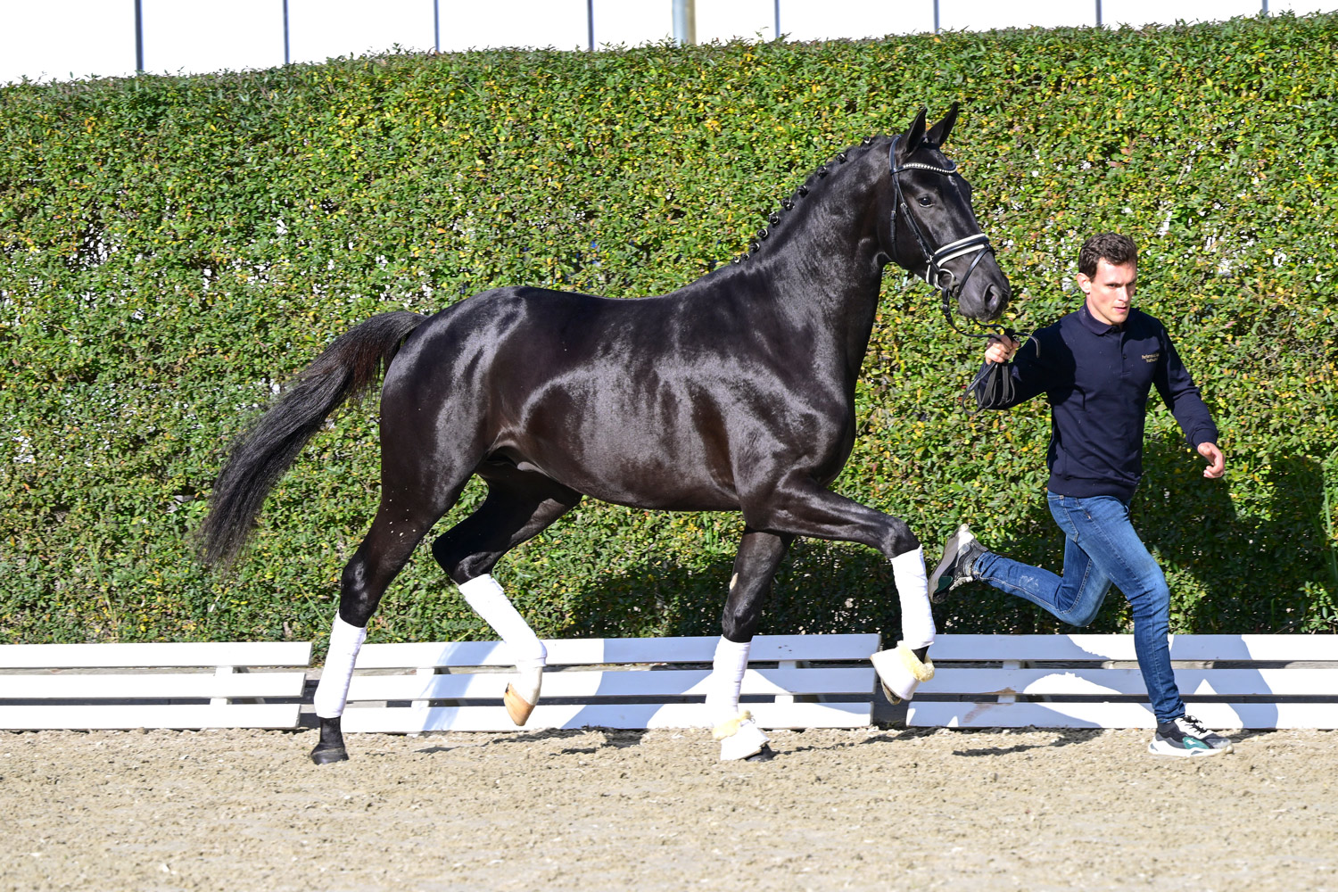 16 licensing candidates at Schockemoehle online auction for 2.5 year old dressage stallions