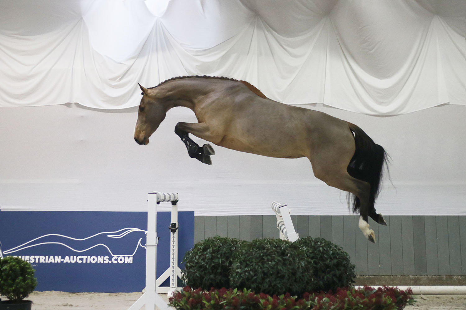 Equestrian-Auctions klaar voor LIVE & ONLINE veiling met jonge springpaarden onder het zadel