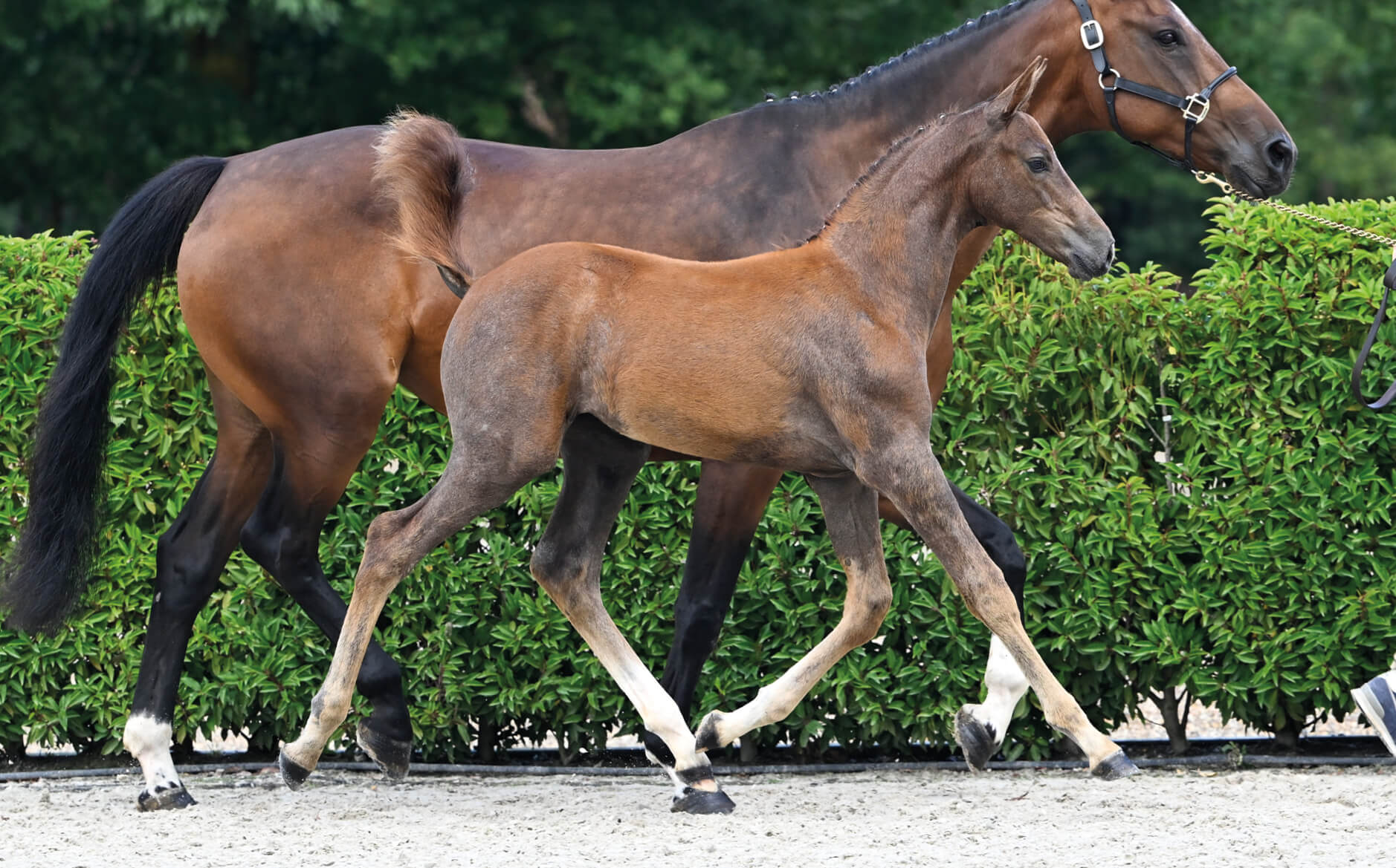 Judy-Ann Melchior: "We impress with never seen foal collection..."