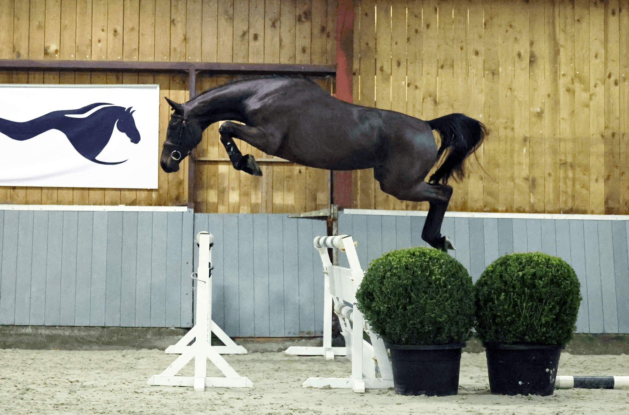 L'avenir du saut d'obstacles se réunit : Chacfly par Inanthina van 't Ruytershof, Ermitage Kalone ... Bienvenue sur Equestrian-auctions.com !