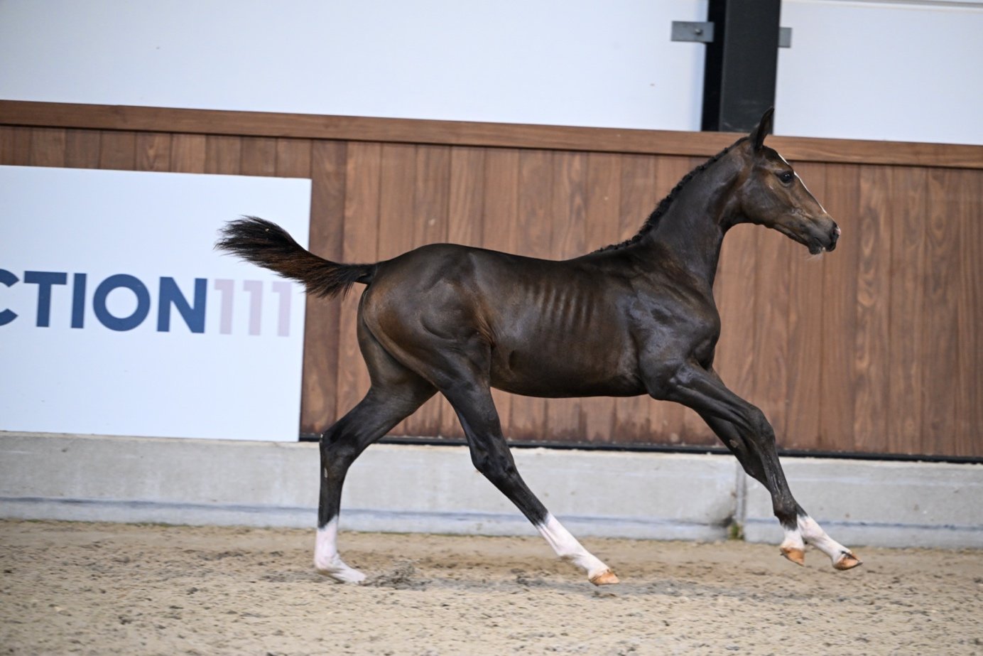 Afbeelding met zoogdier, paard, hengst, merrie

Automatisch gegenereerde beschrijving