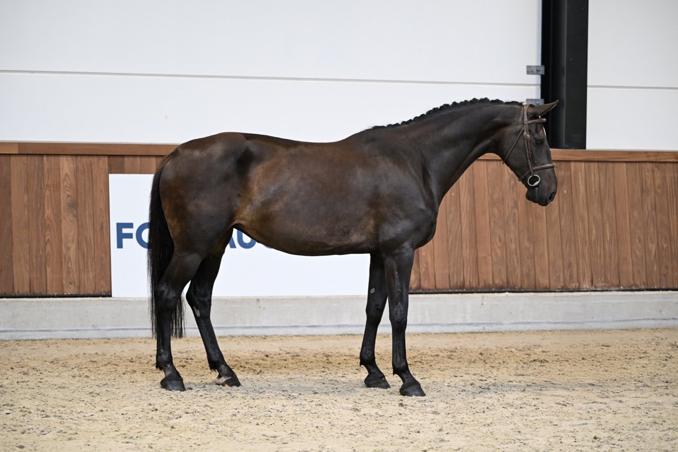 Afbeelding met zoogdier, paard, merrie, hengst

Automatisch gegenereerde beschrijving