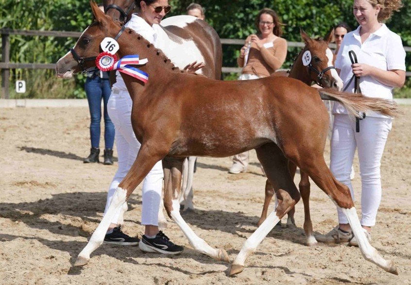 MK 2026 Catnr 16 kampioen.jpg