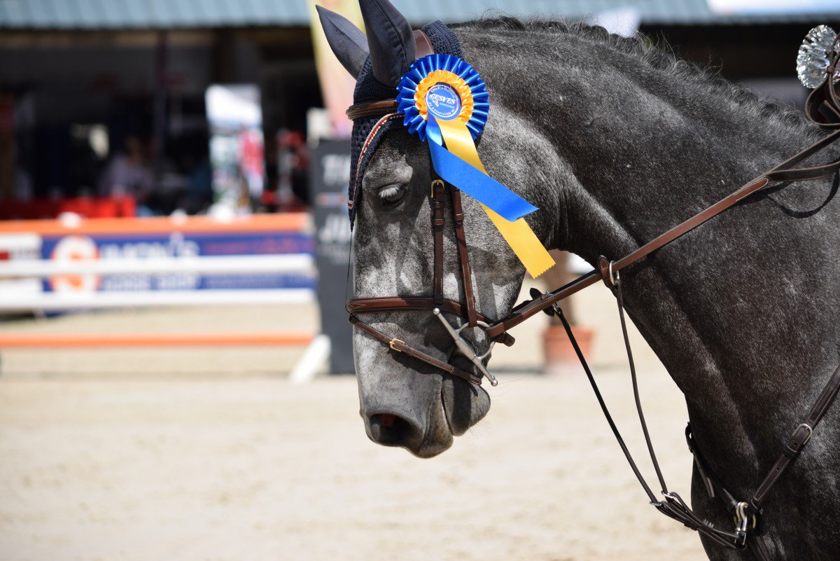 Virginie Thonon gagne la consolation pour chevaux âgé de 5 ans à Gesves