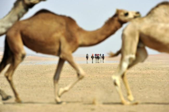 Les "Gallops" : Une nouvelle façon de découvrir le Maroc