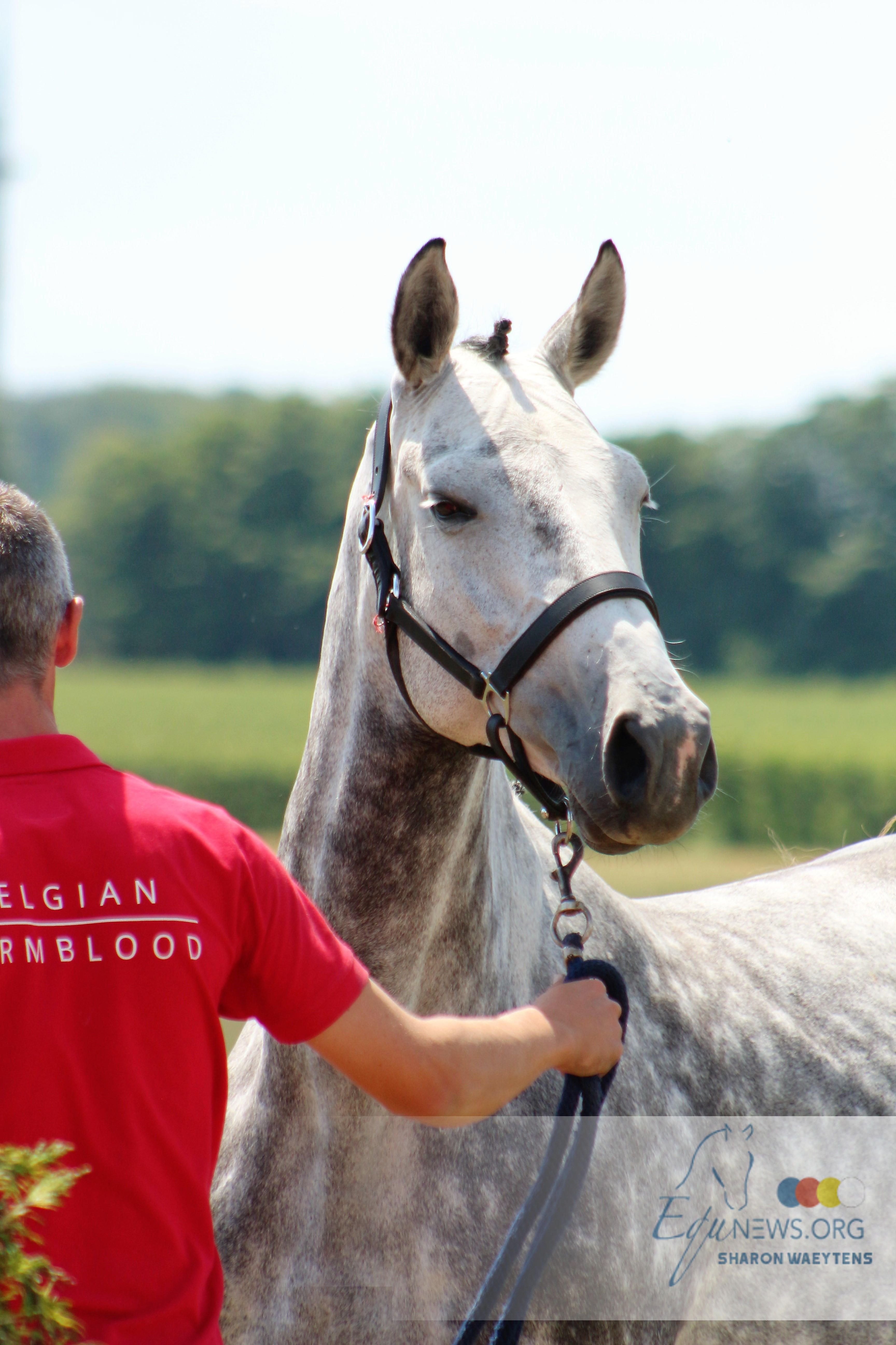 Le BWP annonce une nouvelle vente aux enchères de chevaux et de poneys d'obstacle et de dressage de 4 ans!