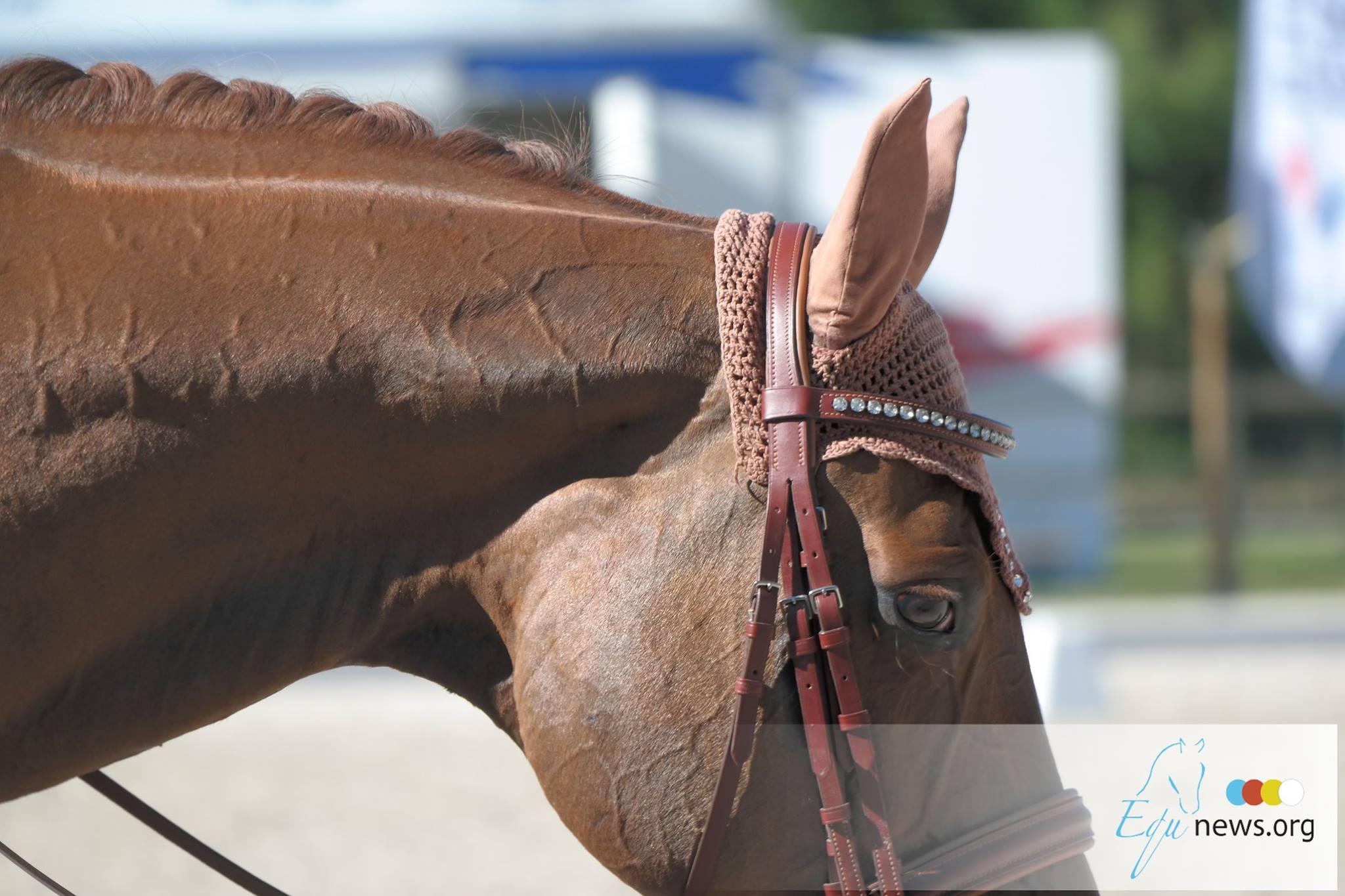 KNHS doet onderzoek naar ongewenst gedrag in de paardensport