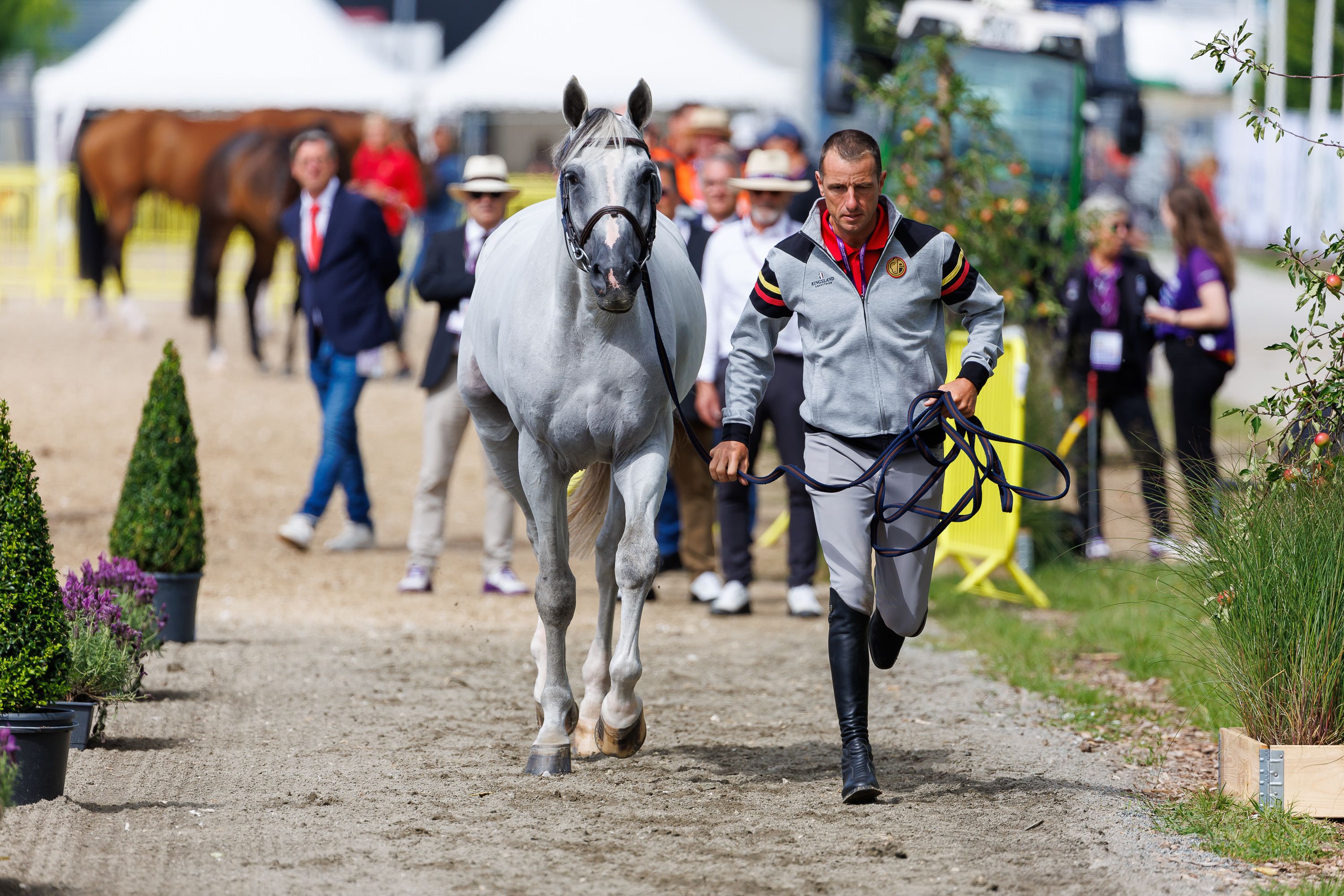 En image : Inspection médicale des chevaux de saut d'obstacles Championnats du monde de Herning