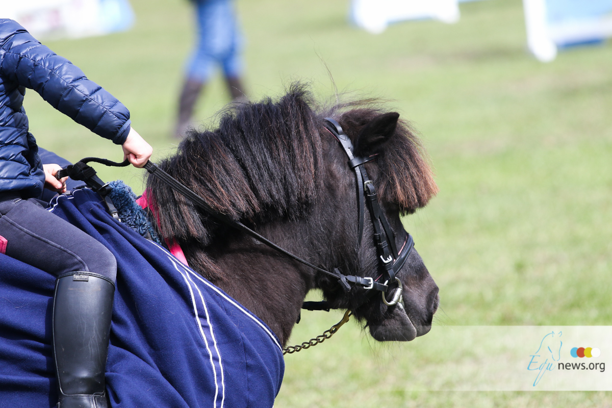 Boze Tilburger neemt Gemeentehuis met pony's over