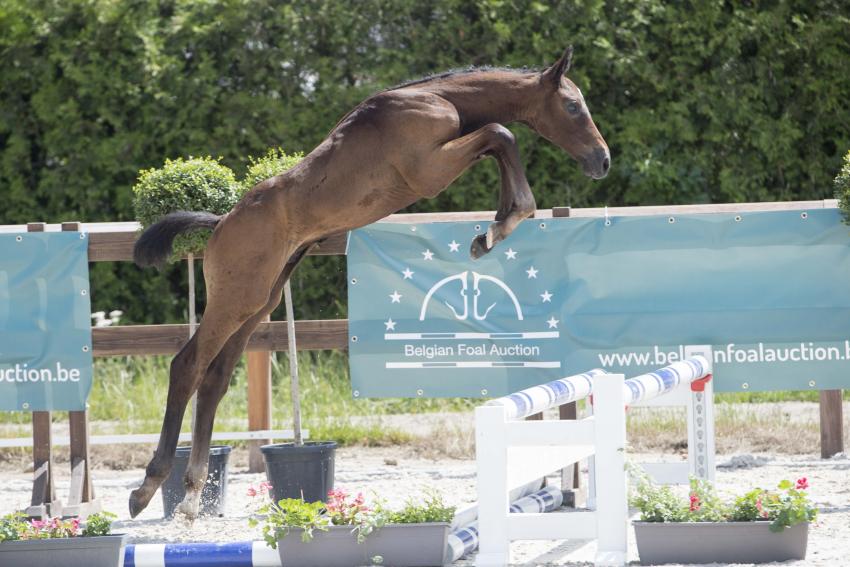 Belgian Foal Auction verkoopt veilingtopper voor 28.000 euro naar Rusland
