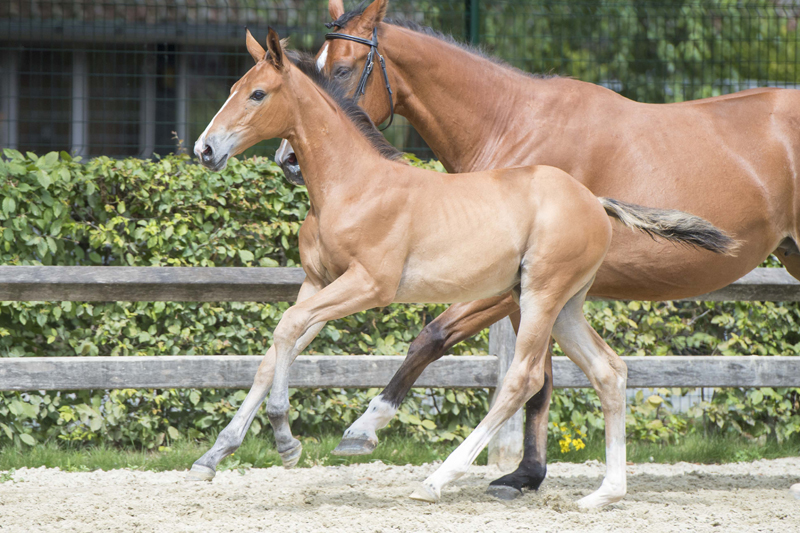 42.000 euro voor Plot Blue-dochter tijdens Flanders Foal Auction
