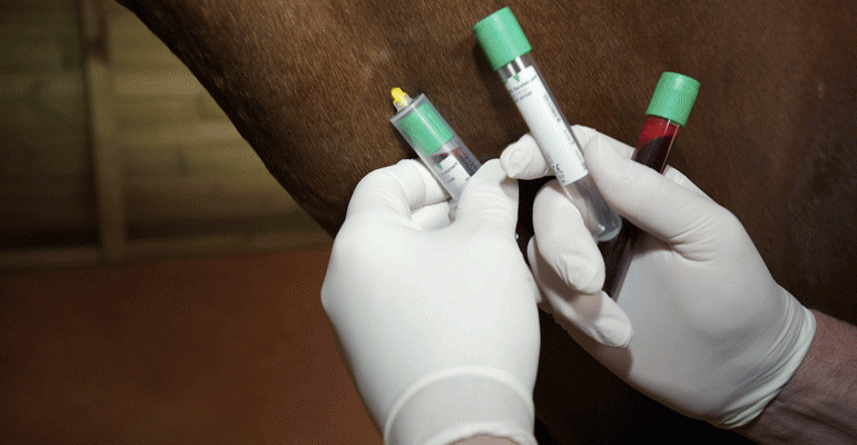 FAVV scherpt controles vaccinaties paarden aan. "Er wordt grondiger dan ooit gecontroleerd..."