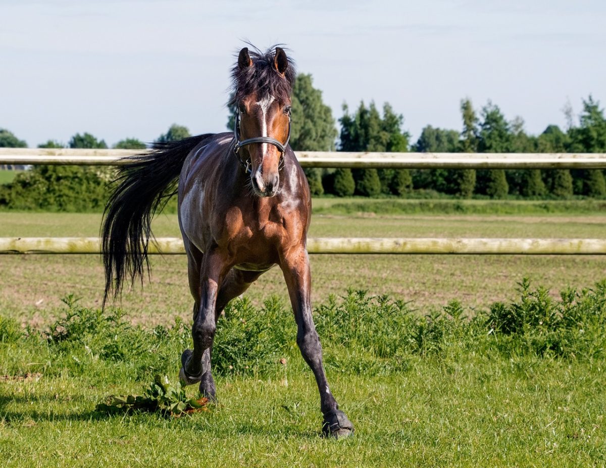 Wereldprimeur aan de UGent: paard met hartritmestoornis succesvol behandeld