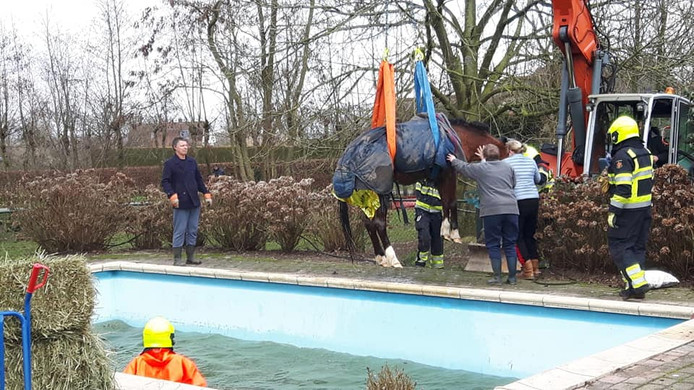 Paard gered uit zwembad